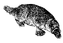 platy4.gif (2272 bytes)